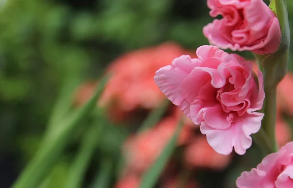 Gladiolus Rosa Com Flores Fundo — Fotografia de Stock