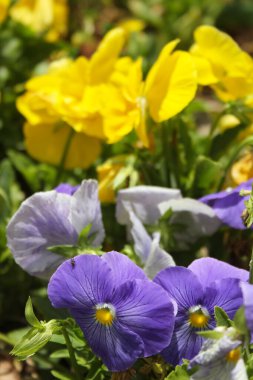 Mor ve Sarı Pansy Parlak gün ışığında