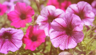 Parlak güneş ışığında Mor Petunyalar