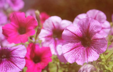 Parlak güneş ışığında Mor Petunyalar