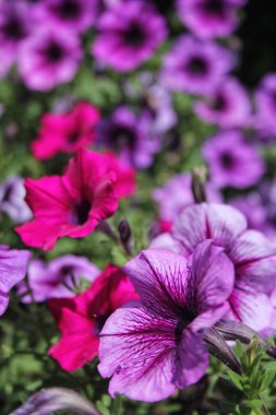 Parlak güneş ışığında Mor Petunyalar