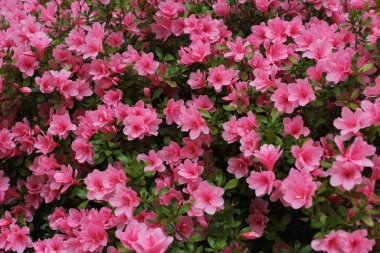 Azalea Çiçekleri tamamen çiçek açmış