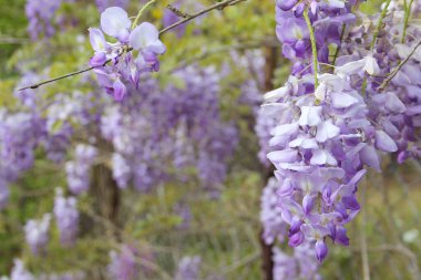Baharda Mor Salkımlar Fabaceae Luguminosae Bahçesinde