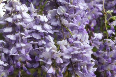 Baharda Mor Salkımlar Fabaceae Luguminosae Bahçesinde