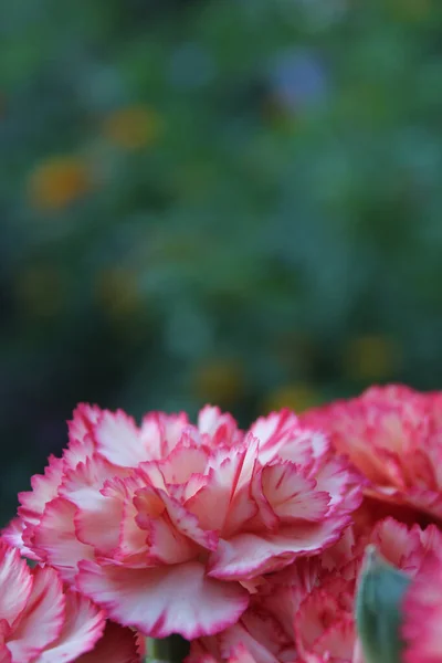 Carnaitions Dianthus Carophyllus Pomerančem Lantana Pozadí — Stock fotografie