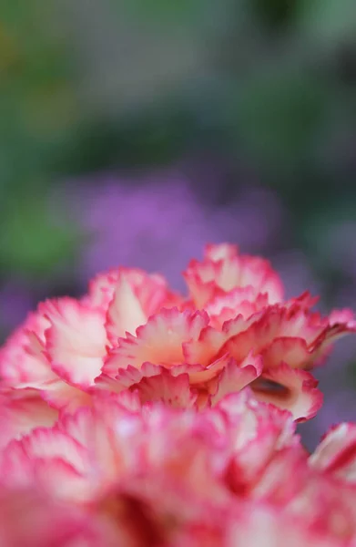 Carnaitions Dianthus Carophyllus Fialovými Květy — Stock fotografie