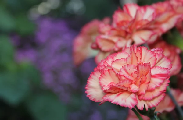 Carnaitions Dianthus Carophyllus Com Flores Roxas — Fotografia de Stock