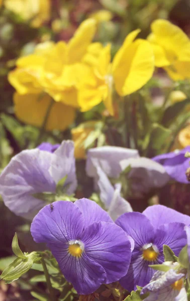 Pansy Viola Giallo Piena Luce Solare — Foto Stock