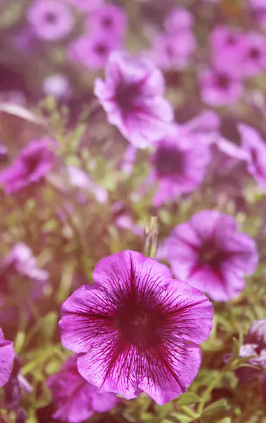 Petunie Viola Piena Luce Solare — Foto Stock