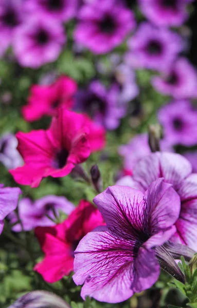 Petunie Viola Piena Luce Solare — Foto Stock