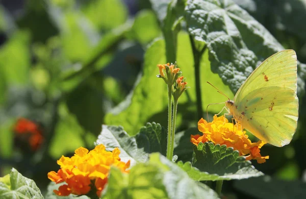 Papillon Soufre Orange Colias Eurytheme Sur Fleur Lantana Orange — Photo