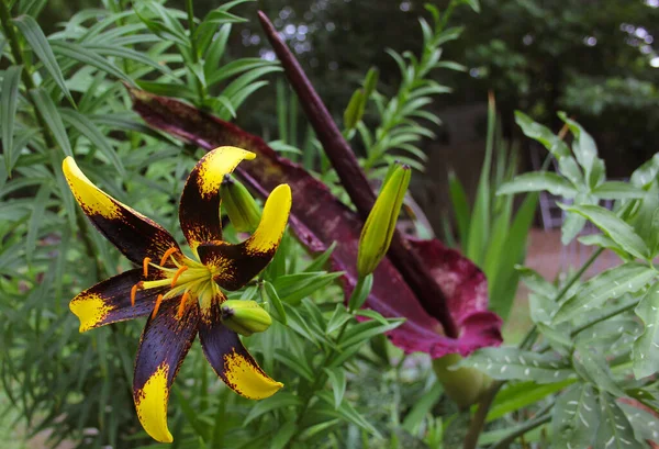 Černá Žlutá Lily Kvetoucím Dračím Bubnem Pozadí — Stock fotografie