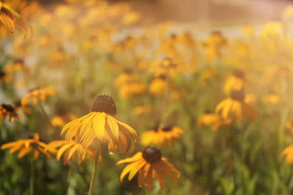 Polne Kwiaty Jasnym Słońcu Rudbeckia Hirta — Zdjęcie stockowe