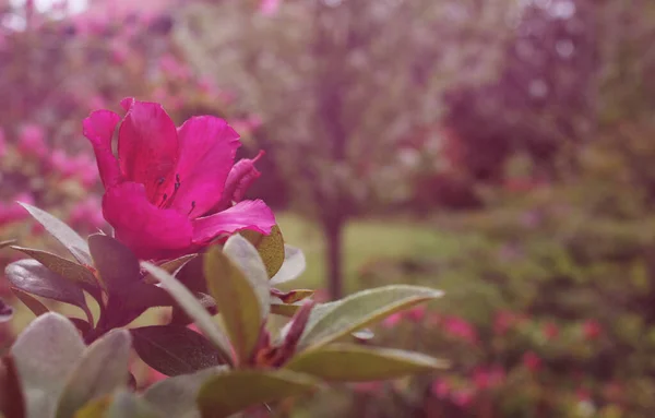 Azalea Květiny Ročník Růžový Bokeh — Stock fotografie