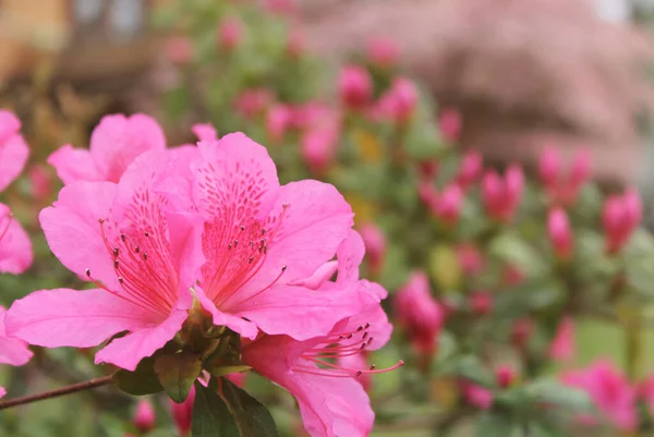 Азалия Цветы Винтажным Розовым Bokeh — стоковое фото