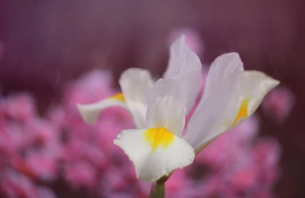Bílá Duhovka Jarní Zahradě Růžovou Bokeh Mělké Dof — Stock fotografie