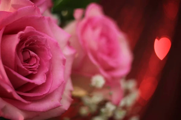 Яка Рожева Троянда Фоні Бокі — стокове фото