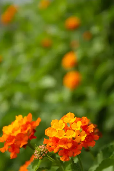 Flor Lantana Con Flores Rojas Naranjas Fondo —  Fotos de Stock