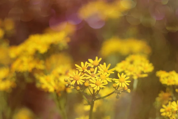 Cressleaf Groundsel Flores Amarillas Packera Glabella Summer Meadow — Foto de Stock