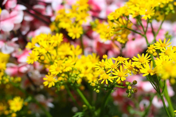 Cressleaf Groundsel Żółte Kwiaty Packera Glabella Lecie Łąka — Zdjęcie stockowe