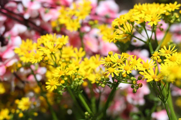 Cressleaf Groundsel Żółte Kwiaty Packera Glabella Lecie Łąka — Zdjęcie stockowe