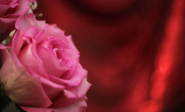 Bokeh背景音乐中的软粉色玫瑰 — 图库照片