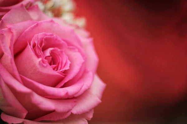 Bokeh背景音乐中的软粉色玫瑰 — 图库照片