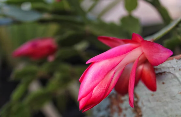 Cacto Natal Com Flores Cor Rosa Truncata — Fotografia de Stock