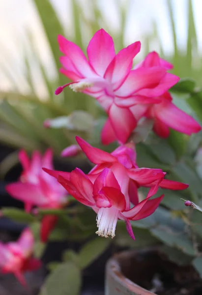Christmas Cactus in Bloom With Pink Flowers S. truncata — Stock Photo, Image