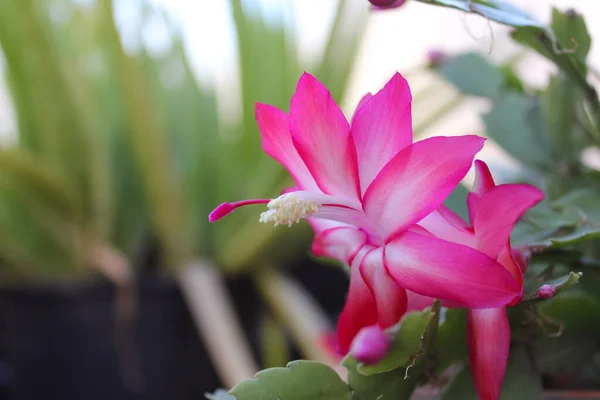 Cactus di Natale in fiore con fiori rosa S. troncata — Foto Stock