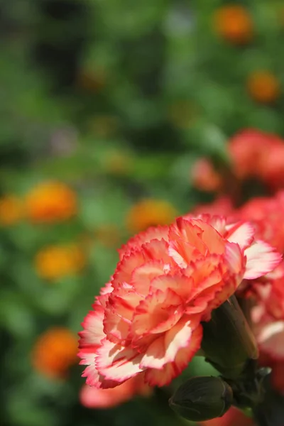 Carnaitions, Dianthus carophyllus s pomerančem Lantana Shallow DOF — Stock fotografie