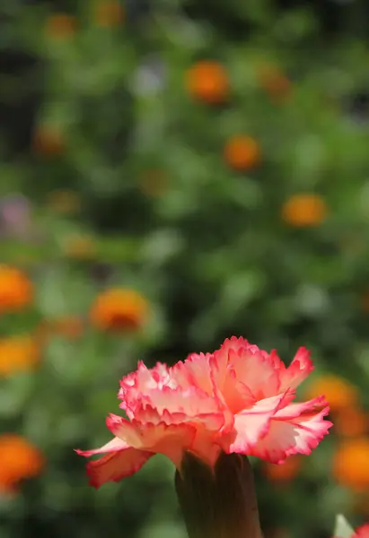 Carnaitions, Dianthus carophyllus s pomerančem Lantana Shallow DOF — Stock fotografie