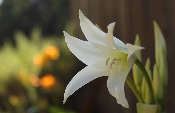 Branco Crinum Cape Lily no jardim de verão — Fotografia de Stock