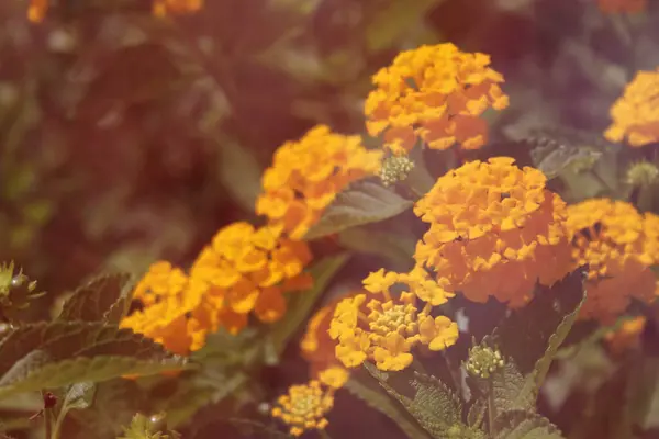 Żółte Lantana Kwiaty w jasnym słońcu na zewnątrz — Zdjęcie stockowe