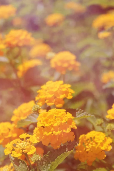 Lantana Amarilla Flores en Sol Brillante Al Aire Libre —  Fotos de Stock