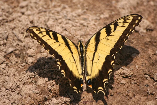 Tiger Swallowtail Butterfly, Papilio glaucus landing on ground — Stock Photo, Image
