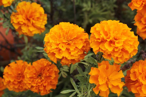 Oranžové Marigold květiny v venkovní zahradě close up — Stock fotografie