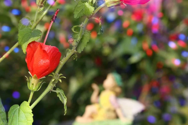 Тёркс Цветок со сказкой в затылке — стоковое фото