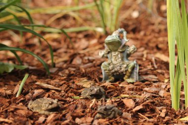 Teksas Kurbağaları - Anaxyrus Specosus - Arka planda Kurbağa Kral Heykeli, Sığ DOF