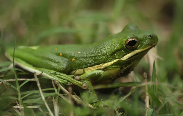 American Green Tree Frog Hyla Cinerea — Stock Photo, Image