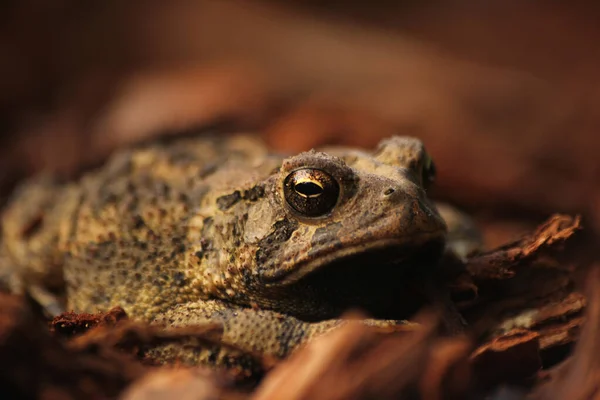 Texas Toad Anaxyrus Speciosus Στον Κήπο — Φωτογραφία Αρχείου