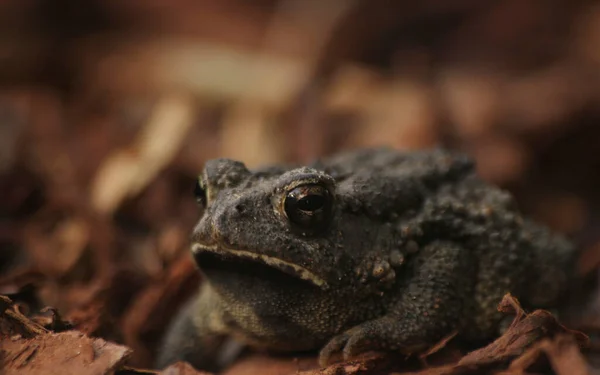 Texas Toad Anaxyrus Speciosus Jardín — Foto de Stock
