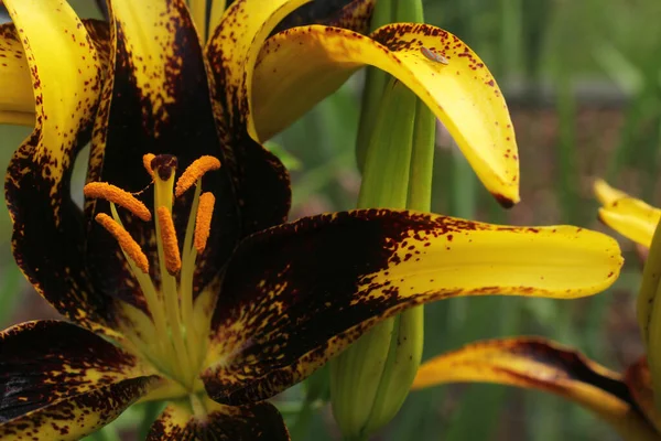 Lys Noir Lilium Lionheart — Photo