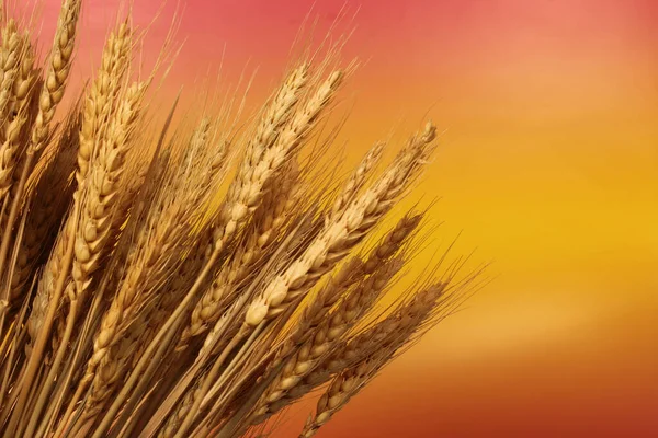 Пшеничные Стебли Крупным Планом Фоне Заката — стоковое фото