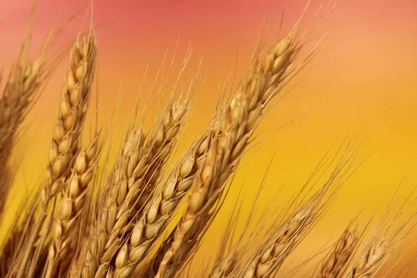 Пшеничные Стебли Крупным Планом Фоне Заката — стоковое фото