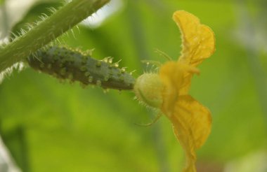 Çiçeklerle sarmaşıkta büyüyen küçük salatalıklar