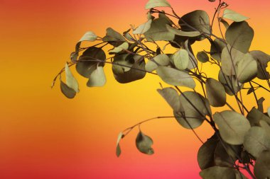 Sunset Arkaplanlı Kurumuş Yapraklar