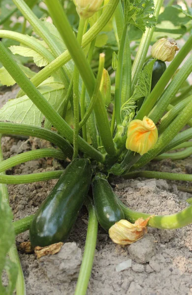 Calabacín Listo Para Cosecha Planta — Foto de Stock