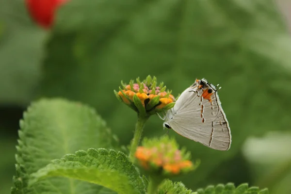 Porte Cheveux Gris Papillon Strymon Melinus Sur Lantana — Photo