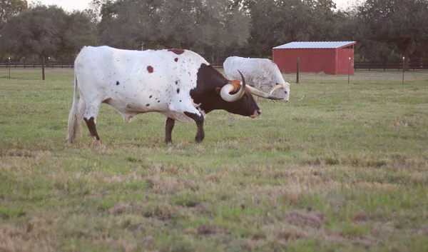 Teksas Longhorn Sığırları Öğleden Sonra Otlakta — Stok fotoğraf